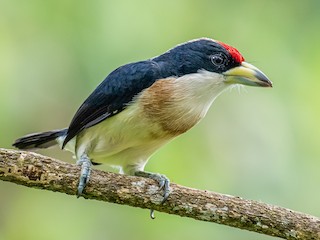  - White-mantled Barbet