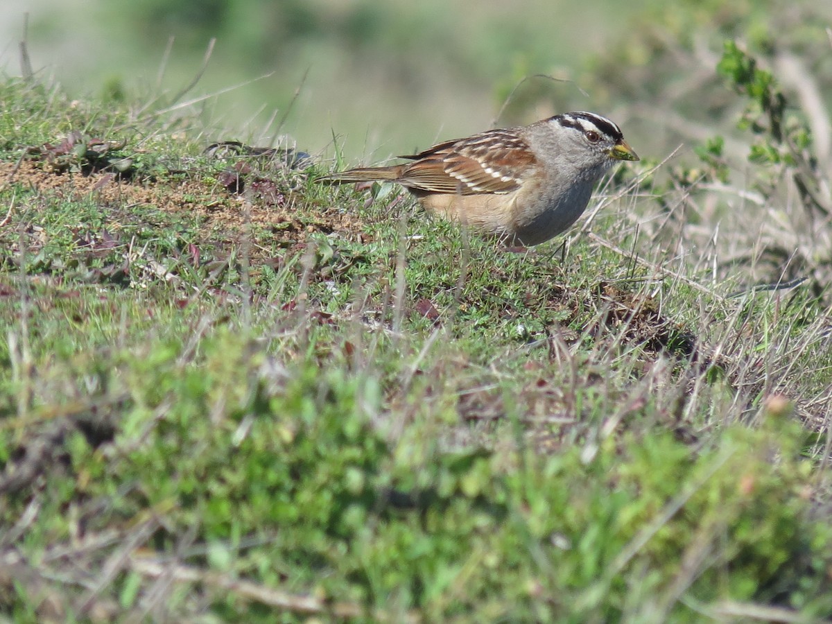 White-crowned Sparrow - ML307299041