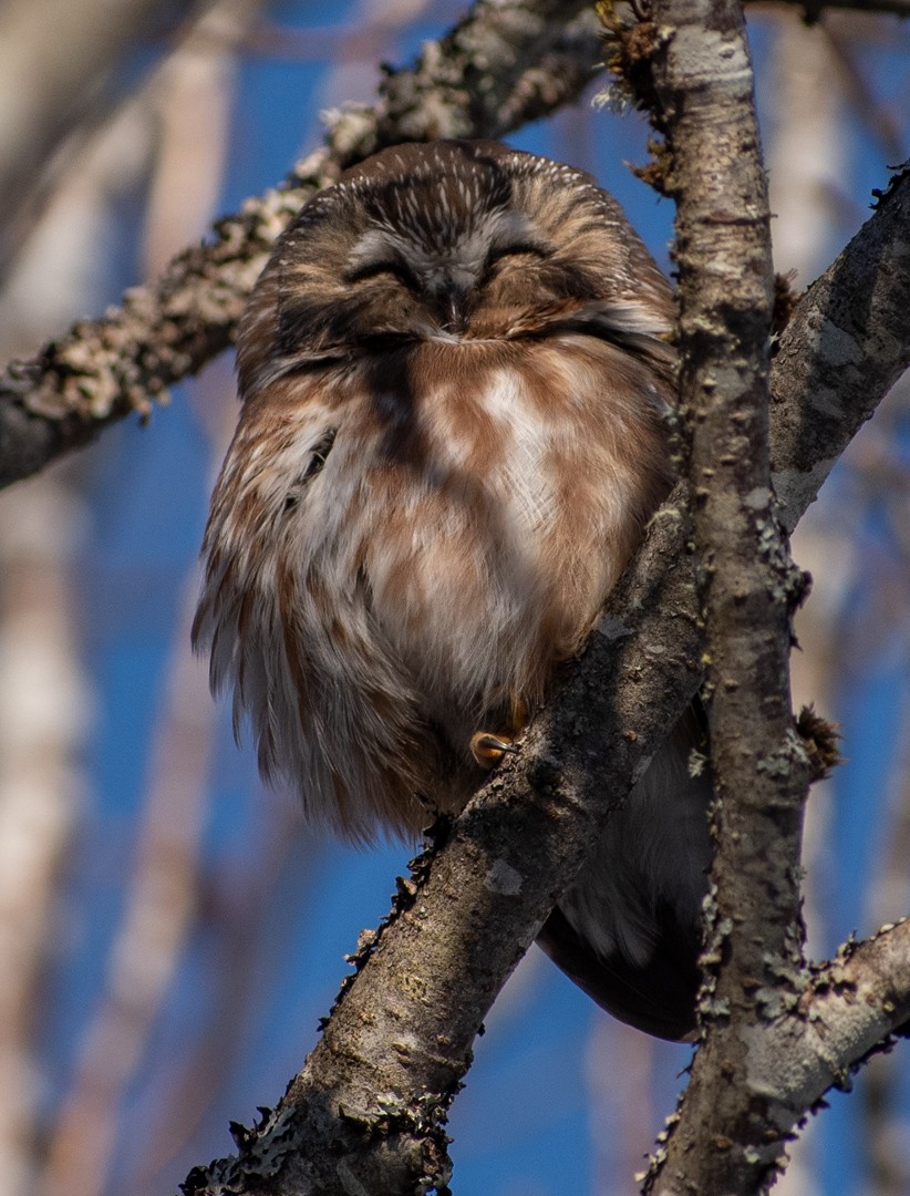 Northern Saw-whet Owl - Kari Monagle