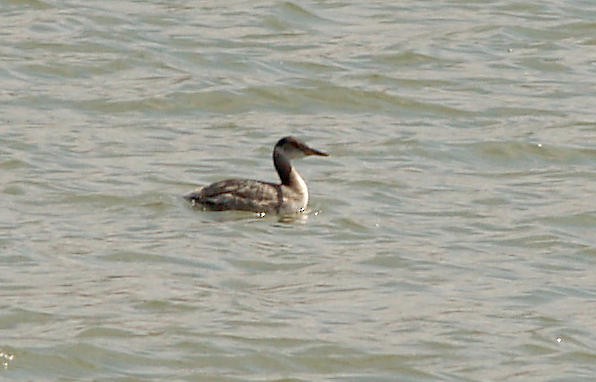 Red-necked Grebe - ML30731151