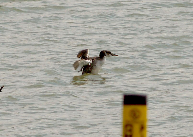 Red-necked Grebe - ML30731171
