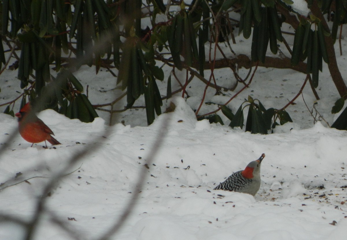 Red-bellied Woodpecker - ML307312361