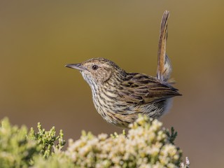  - Striated Fieldwren