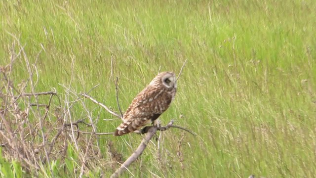 Short-eared Owl - ML307315981
