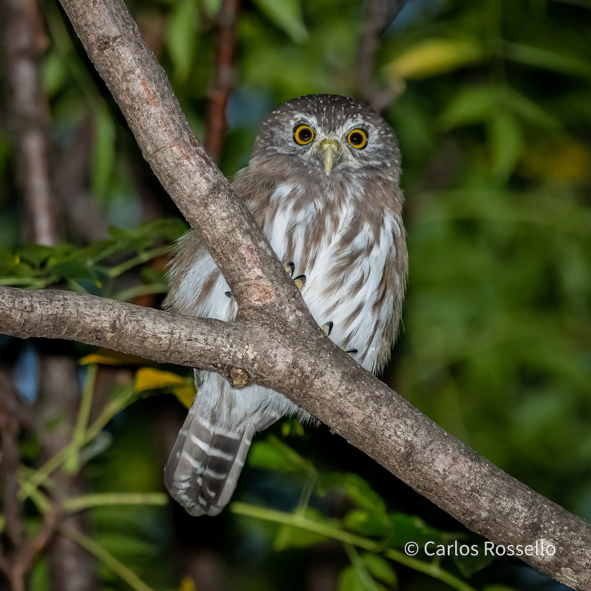 Ferruginous Pygmy-Owl - ML307316481