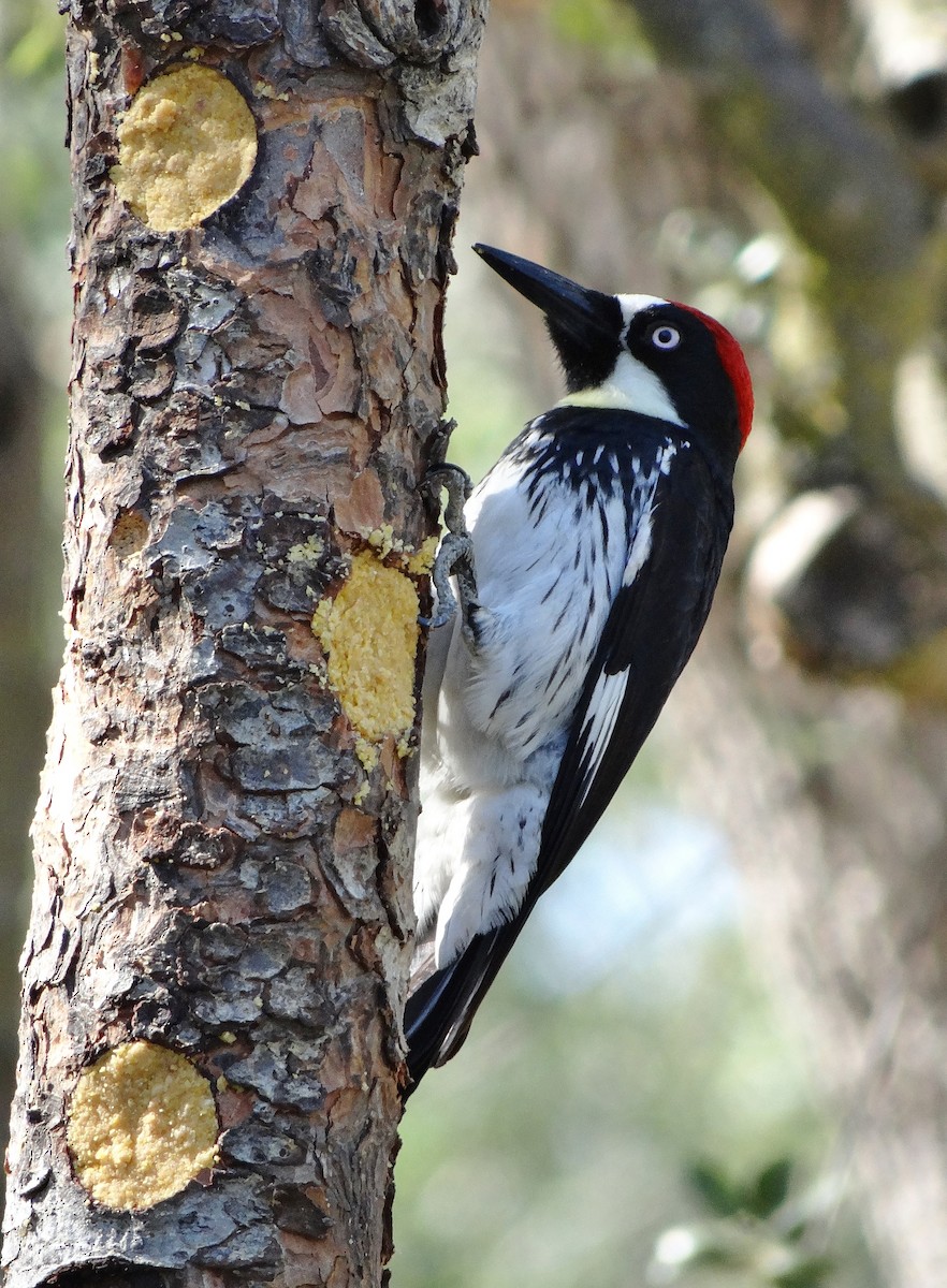 Acorn Woodpecker - ML30731781