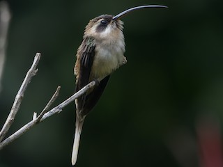  - Long-billed Hermit