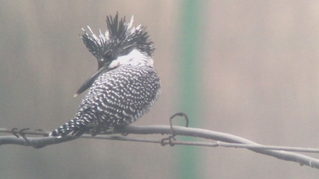 Crested Kingfisher - ML307318421