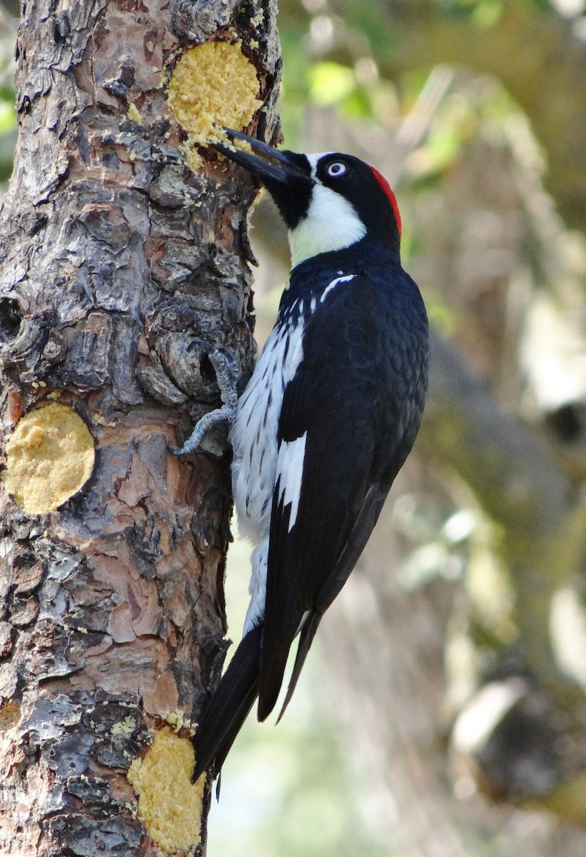 Acorn Woodpecker - ML30732341