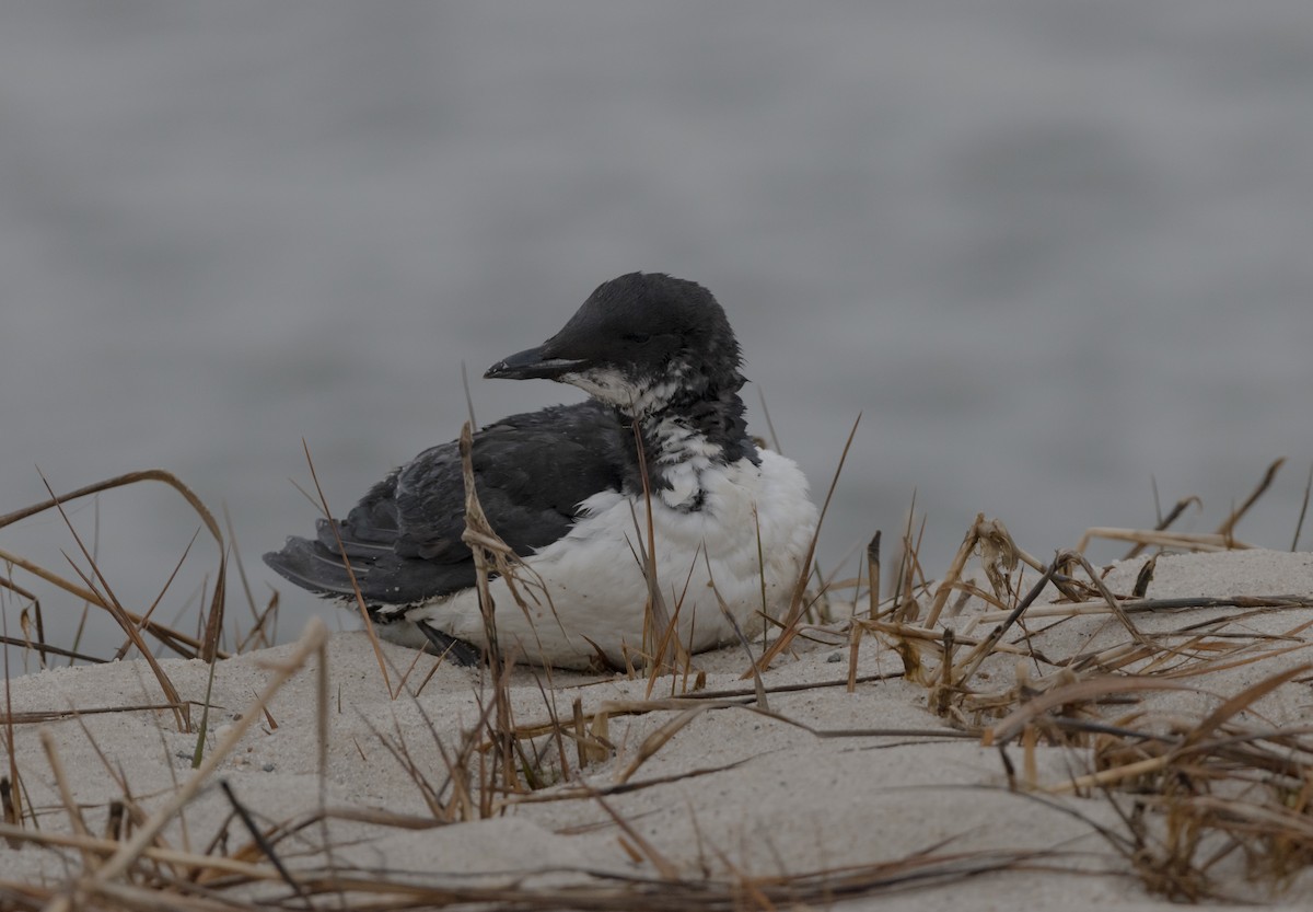 Thick-billed Murre - ML307330211