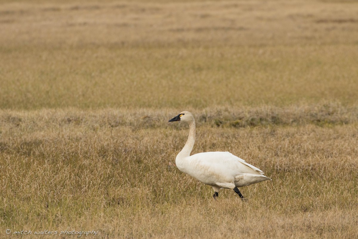 Tundra Swan - ML30733291
