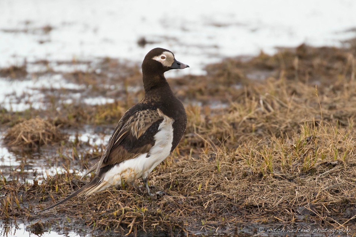 Long-tailed Duck - ML30733301