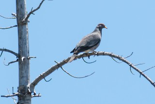 Band-tailed Pigeon, ML30733641