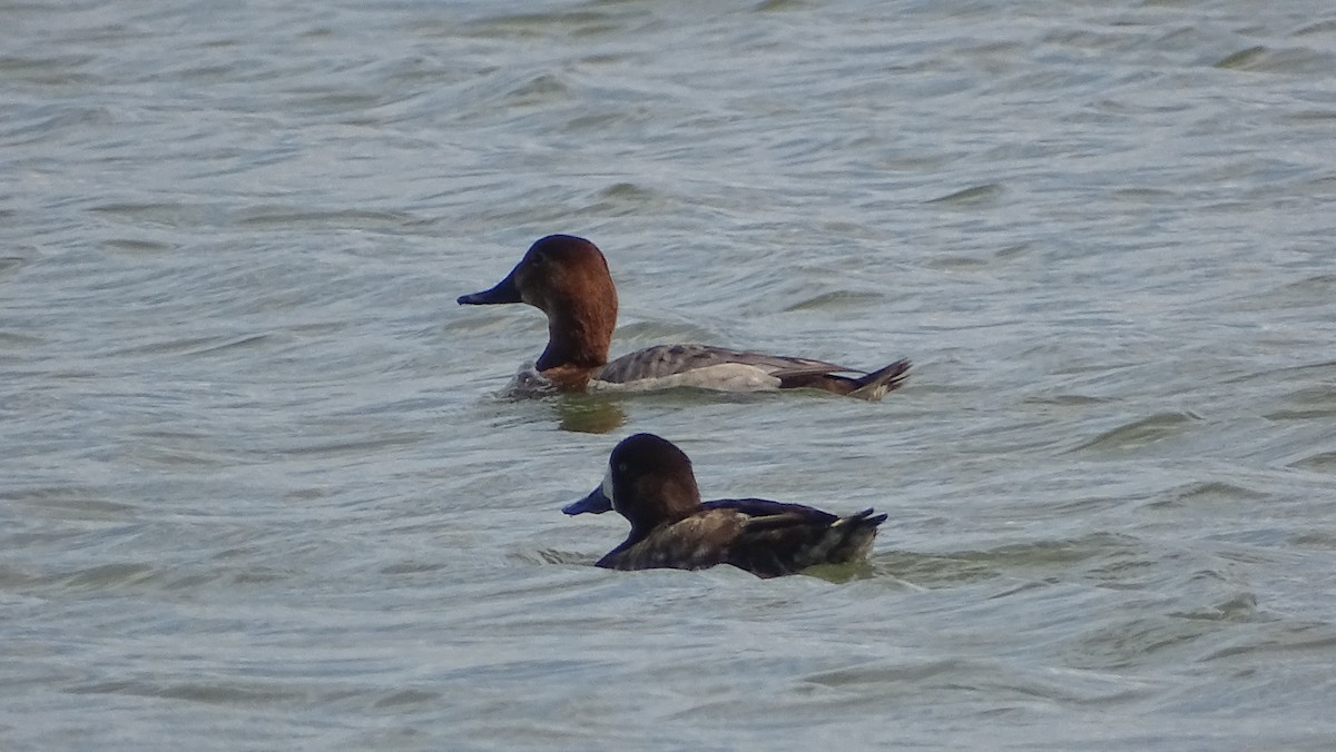Greater Scaup - ML307337261
