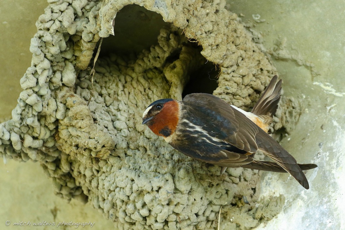 Cliff Swallow - Mitch Walters