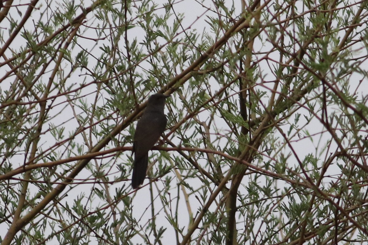 Gray-bellied Cuckoo - Kavi Nanda