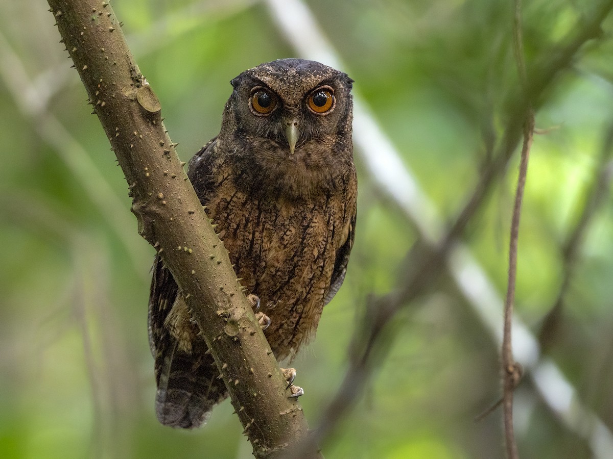 Tawny-bellied Screech-Owl (Tawny-bellied) - Andres Vasquez Noboa
