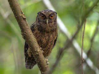  - Tawny-bellied Screech-Owl (Tawny-bellied)