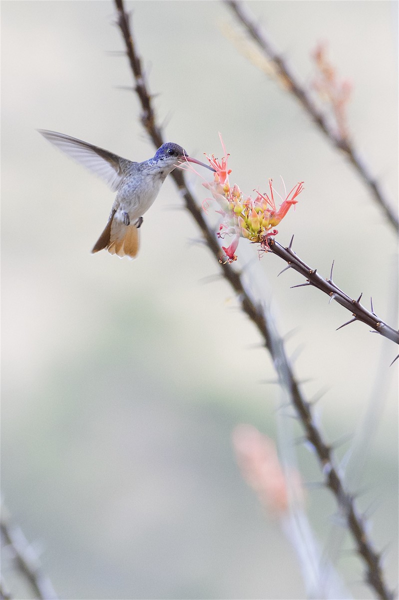 Violet-crowned Hummingbird - Daniel Field