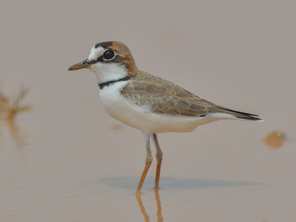 Collared Plover - Anarhynchus collaris - Birds of the World