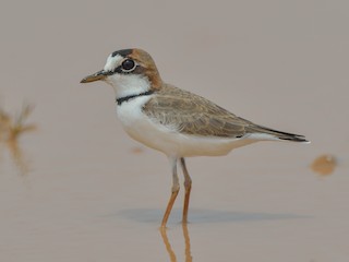  - Collared Plover