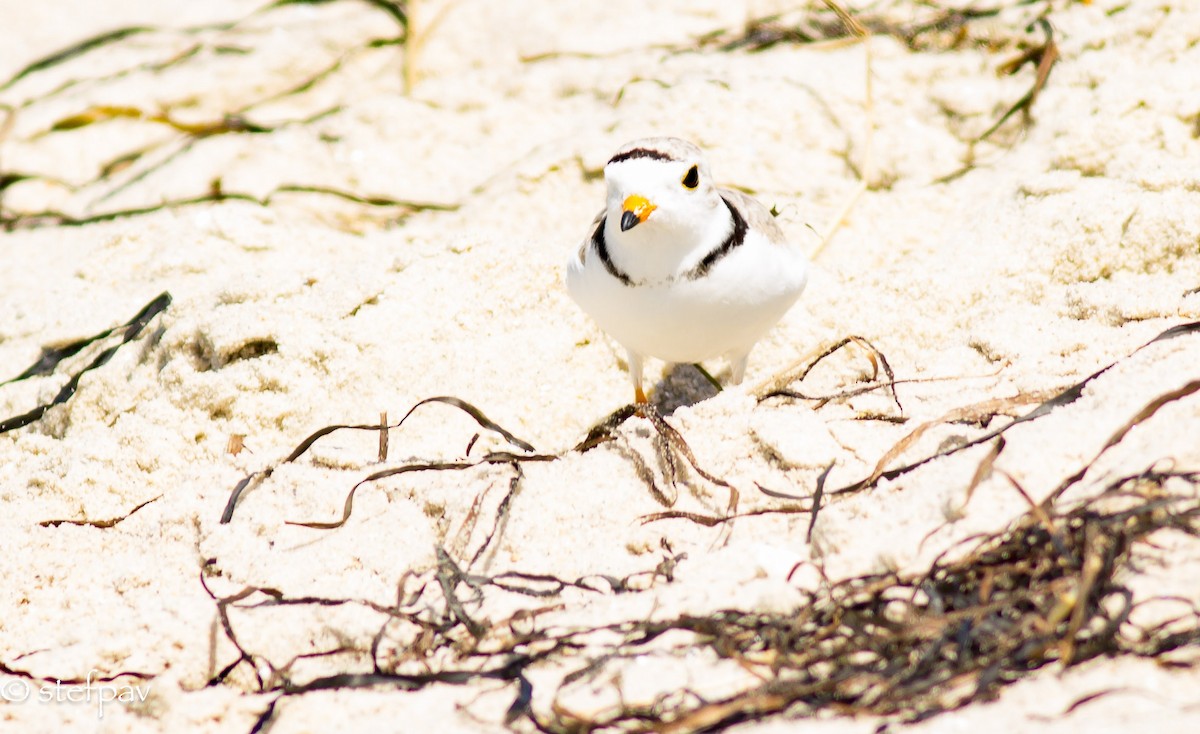 Piping Plover - ML30734651