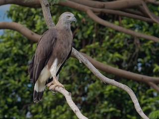  - Gray-headed Fish-Eagle