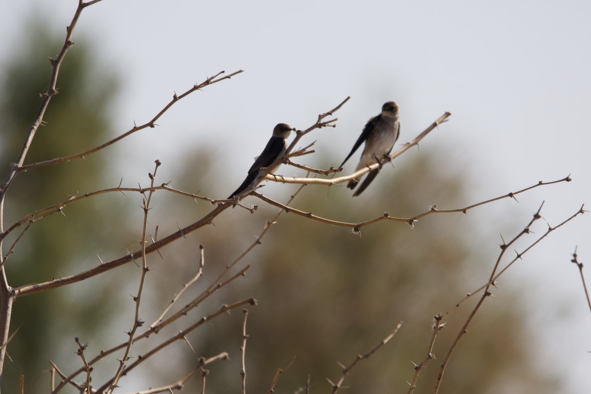 Northern Rough-winged Swallow - ML307350781