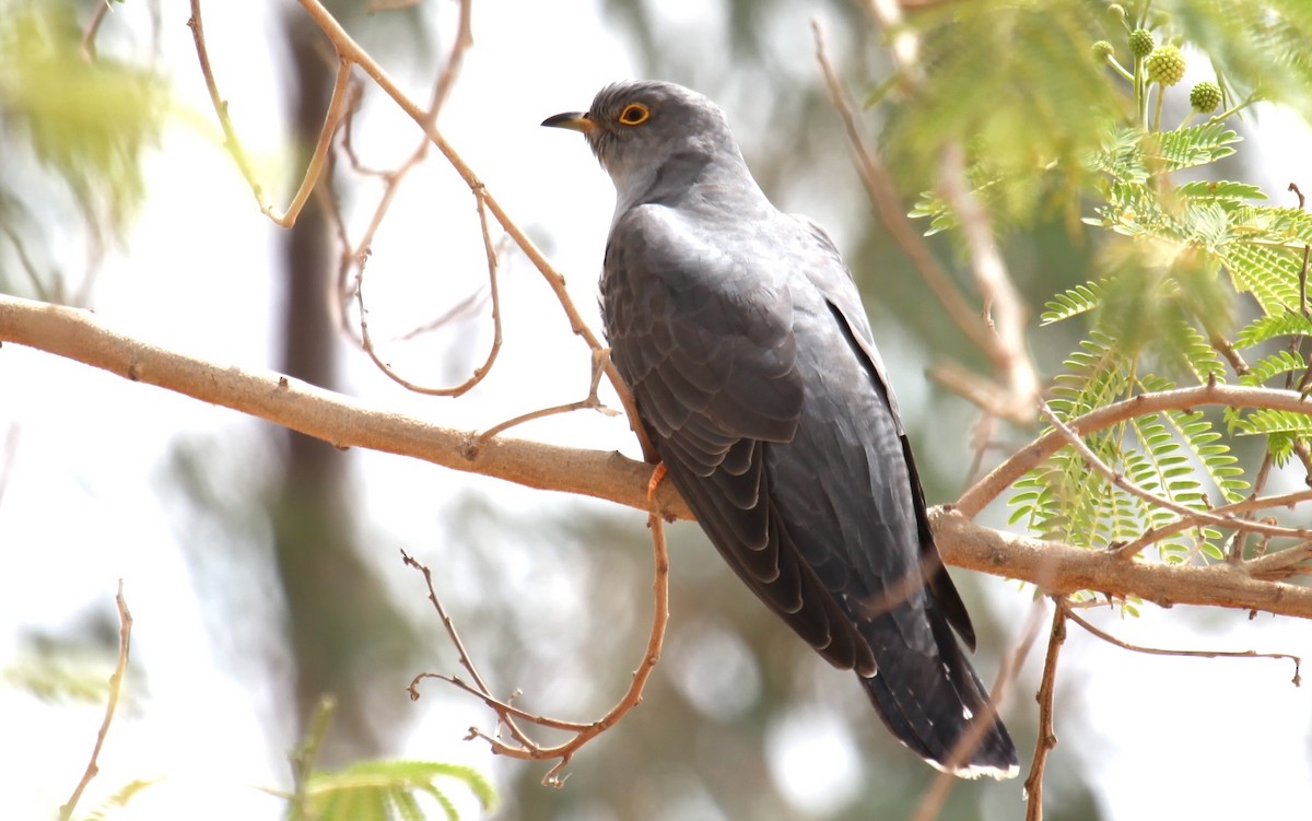 Common Cuckoo - ML307351061