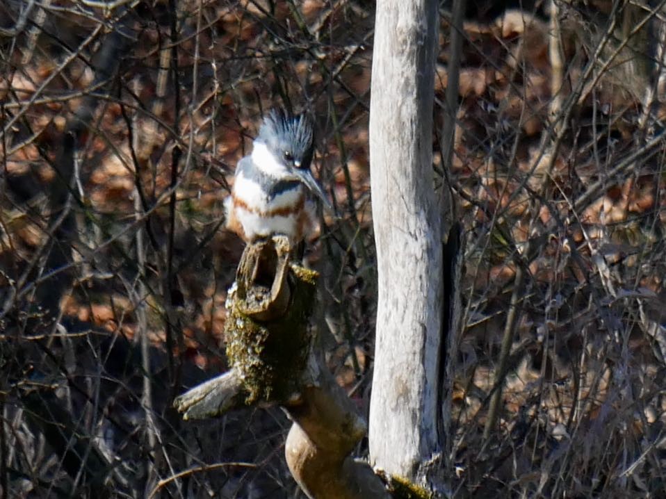 Belted Kingfisher - ML307355131