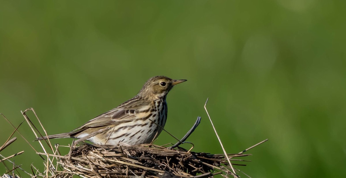 Meadow Pipit - ML307357471