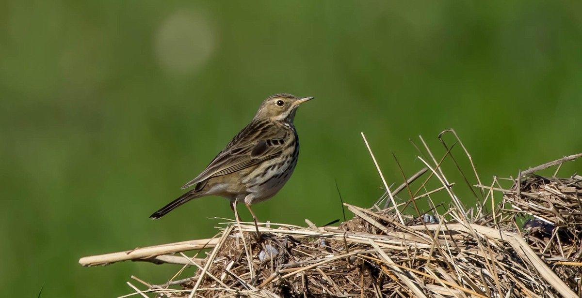 Meadow Pipit - ML307357481