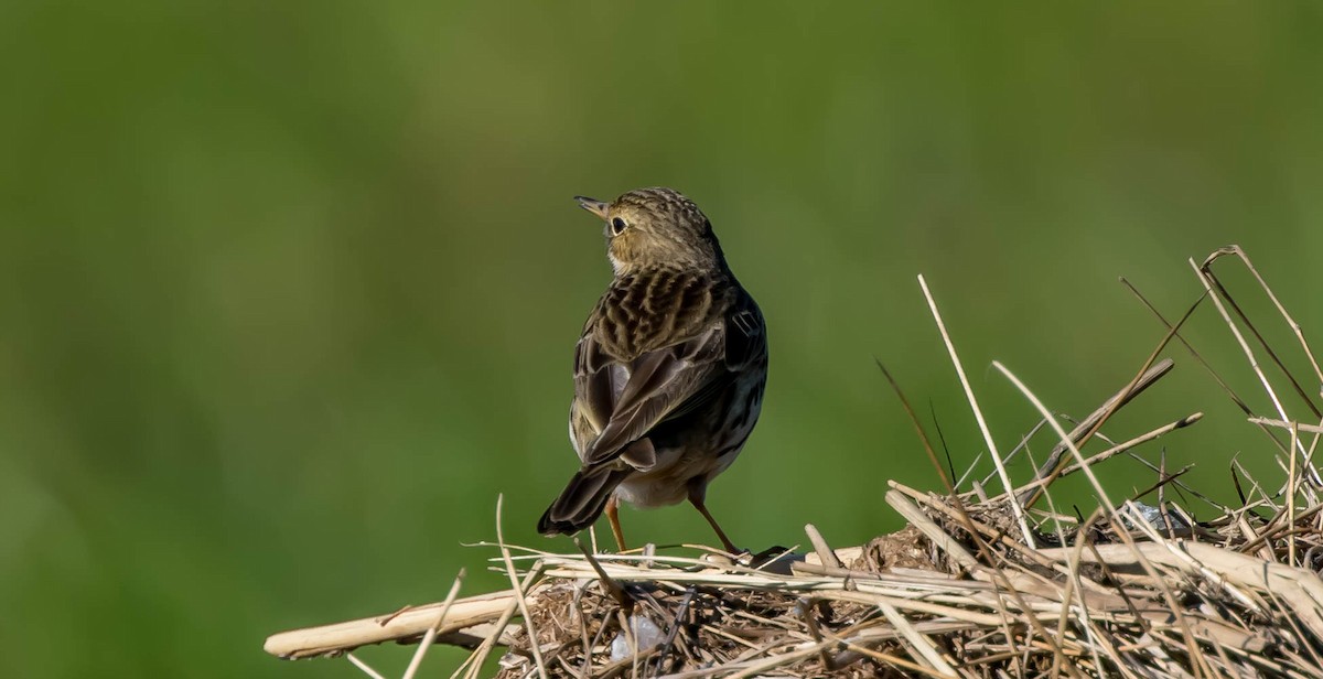 Meadow Pipit - ML307357501