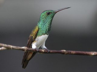  - Snowy-bellied Hummingbird