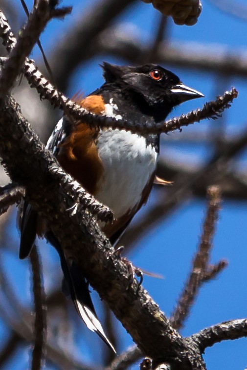 Spotted Towhee - ML30736201