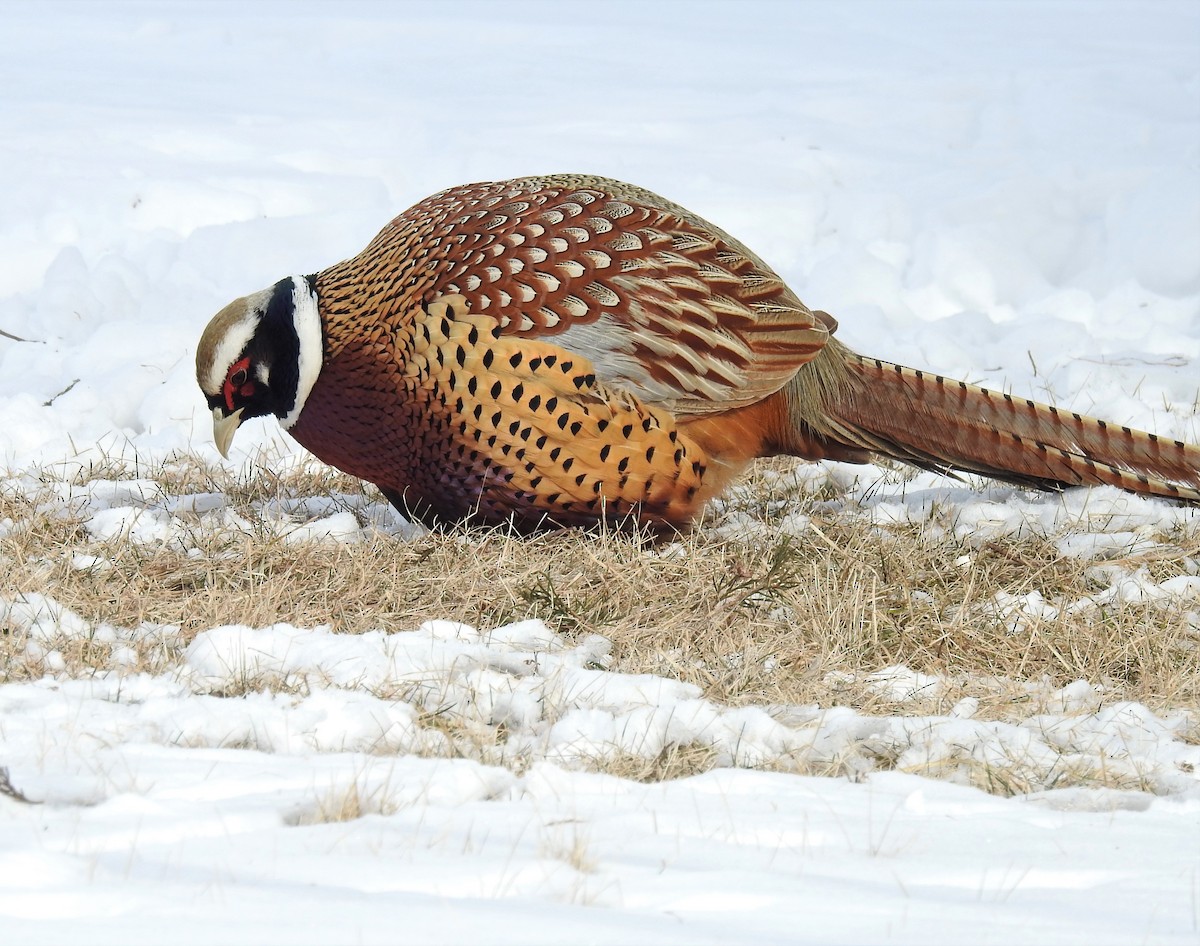 Ring-necked Pheasant - Bruce Hoover