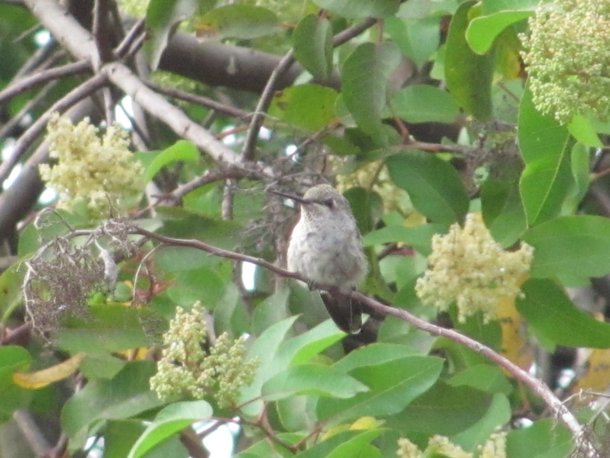 Black-chinned Hummingbird - Cris Whetstone