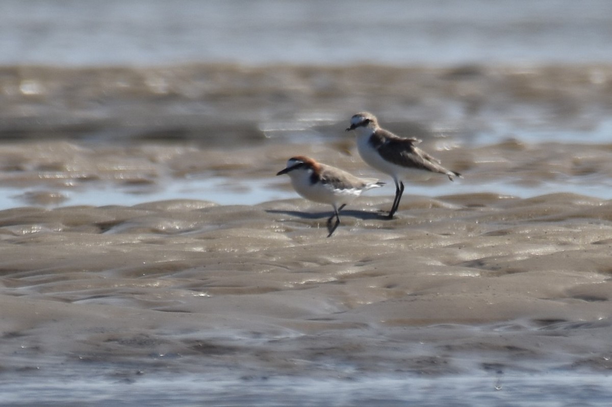 Red-capped Plover - ML307369331