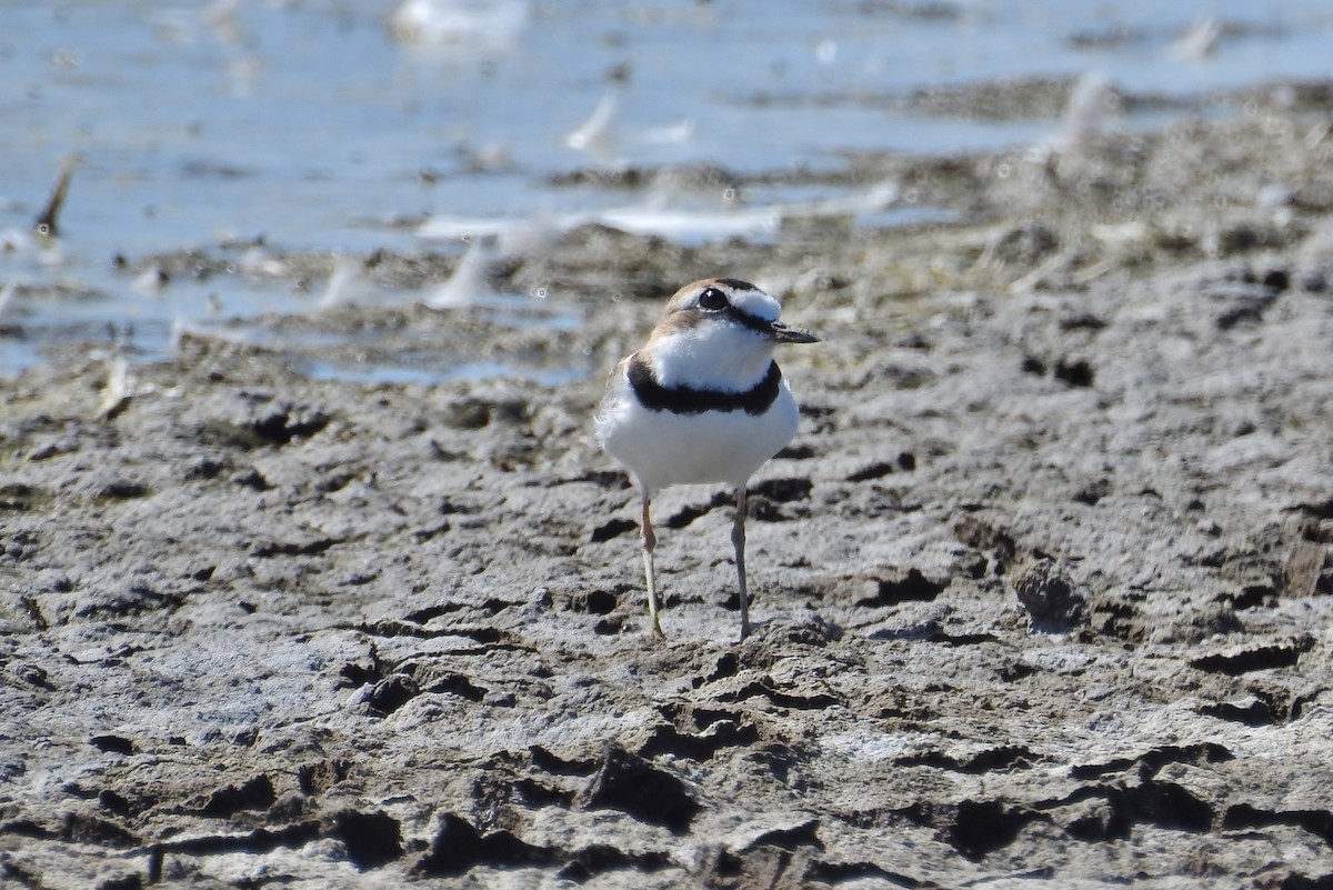 Collared Plover - ML307369591