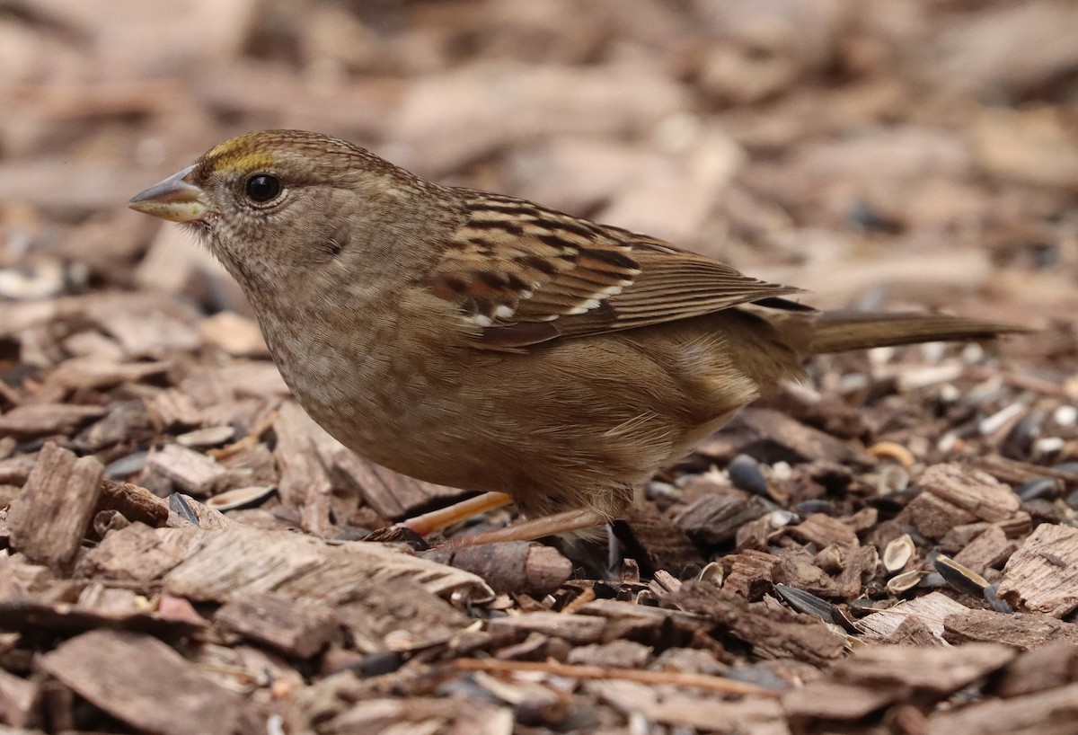 Golden-crowned Sparrow - ML307372631