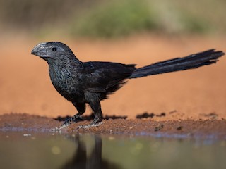 Groove-billed Ani - Crotophaga sulcirostris - Birds of the World