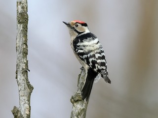  - Lesser Spotted Woodpecker