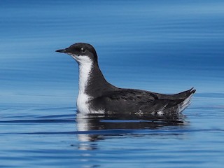  - Craveri's Murrelet