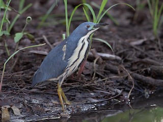  - Dwarf Bittern