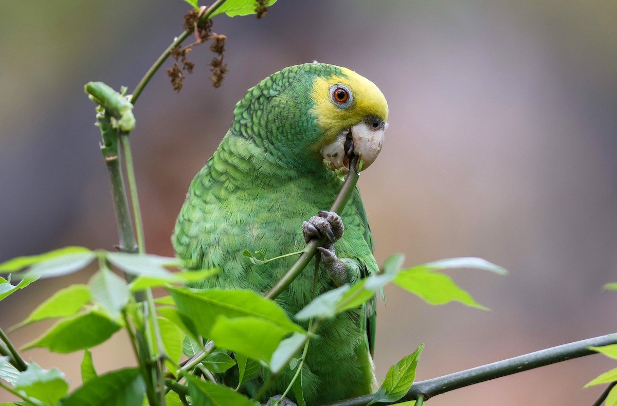Yellow-headed Parrot - Thomas Ford-Hutchinson