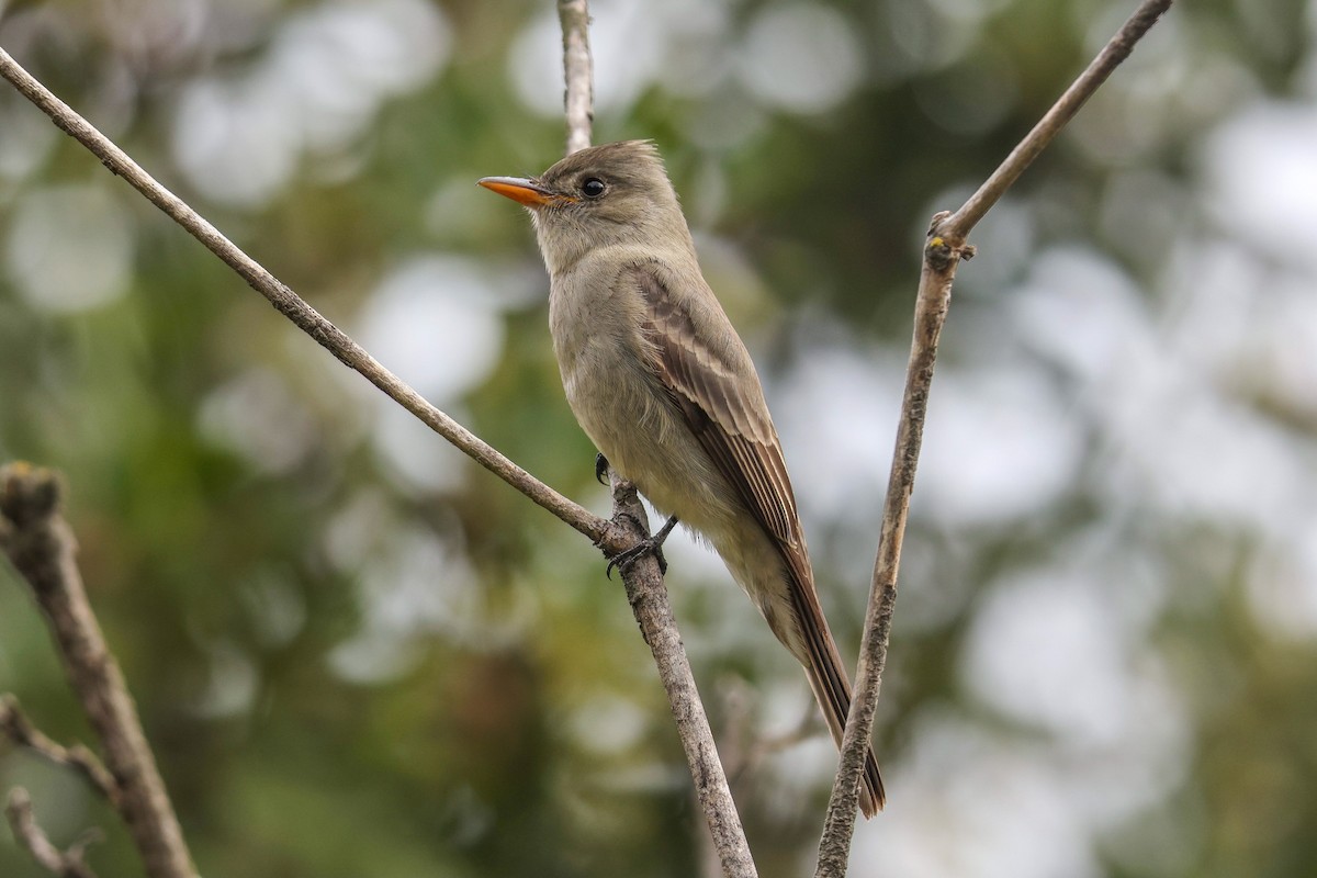 Greater Pewee - ML307378021
