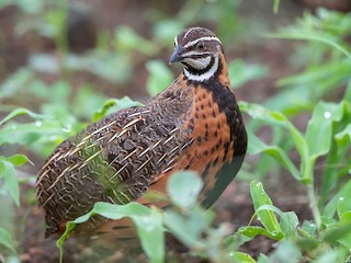  - Harlequin Quail