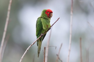 Red-masked Parakeet