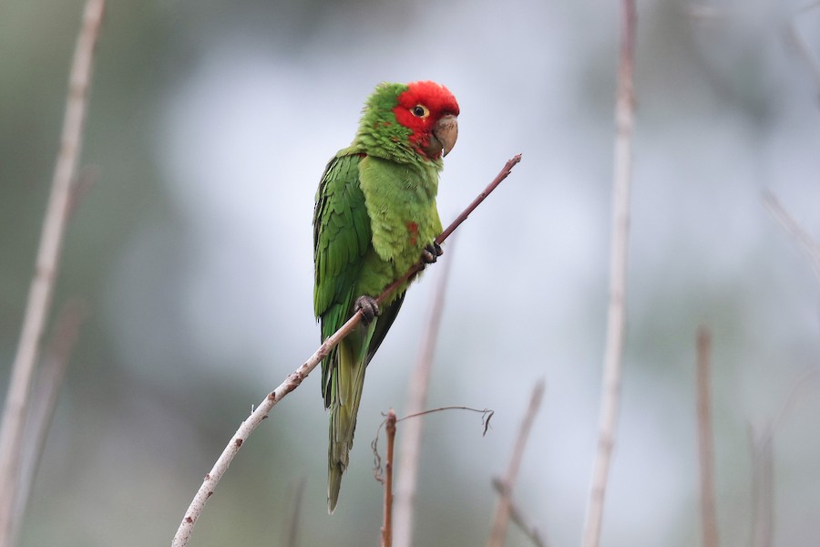Red-masked Parakeet
