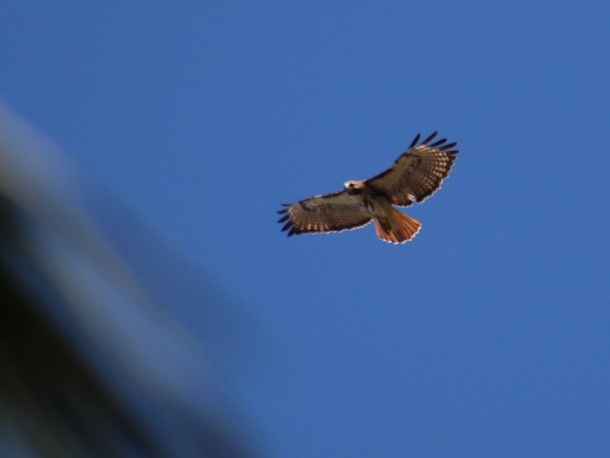 Red-tailed Hawk (solitudinis) - ML307379201